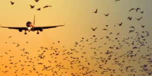 Australian airport bird control