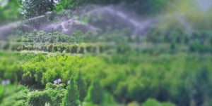 Australian horticulture pest control