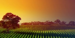 Australian vine pest control