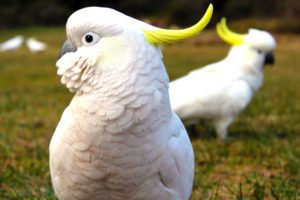 Cockatoo Control