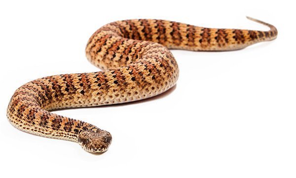 Common Death Adder Australia Dog Bite