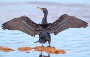 Cormorant Control