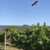 EK in Vineyard