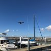 Eagle Kite on Marina 2018