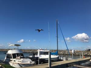 Eagle Kite on Marina 2018