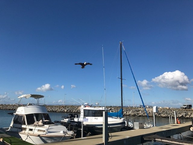 Eagle Kite on Marina 2018