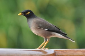 Indian Myna