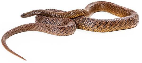 Inland Taipan snake bite