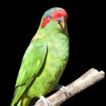 musk lorikeet