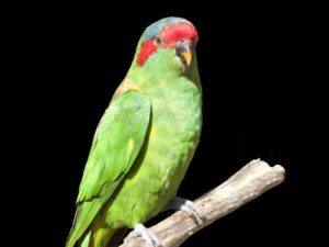 musk lorikeet
