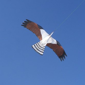 Osprey Bird of Prey Kite