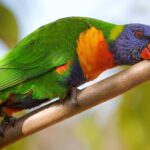 Rainbow Lorikeet