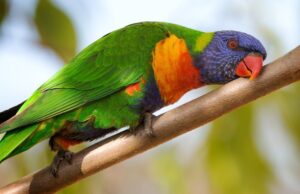 Rainbow Lorikeet