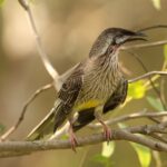Wattlebird Control
