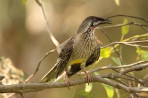 Wattlebird Control