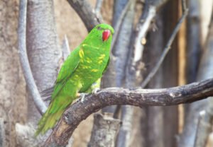 Scaly-breasted lorikeet