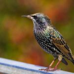 Starling control