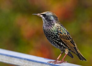 Starling control