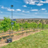 Super Pro at Faith Hope and Charity Vineyards 1 002
