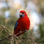 Rosella Control