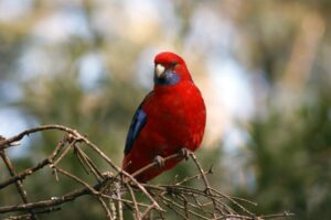 Rosella Control