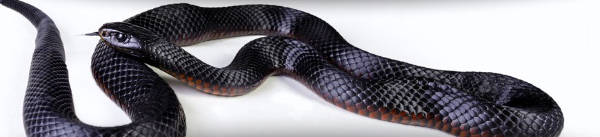 Australian snake one of the 15 Most Venomous Snakes