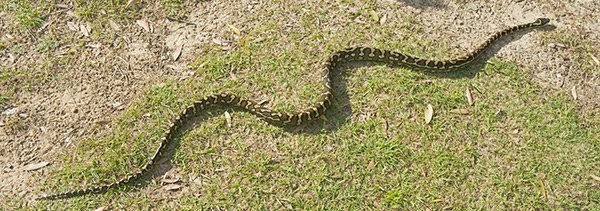 carpet snake australia