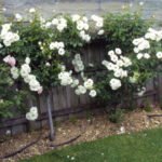 Cathy's rose bush saved by Possum Deterrent