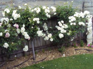 Cathy's rose bush saved by Possum Deterrent