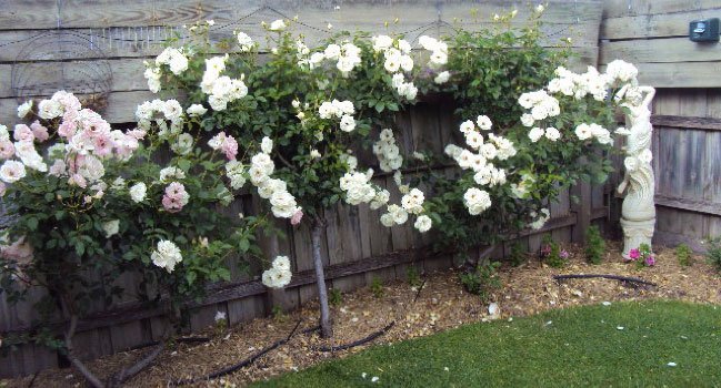 cathy rose bush