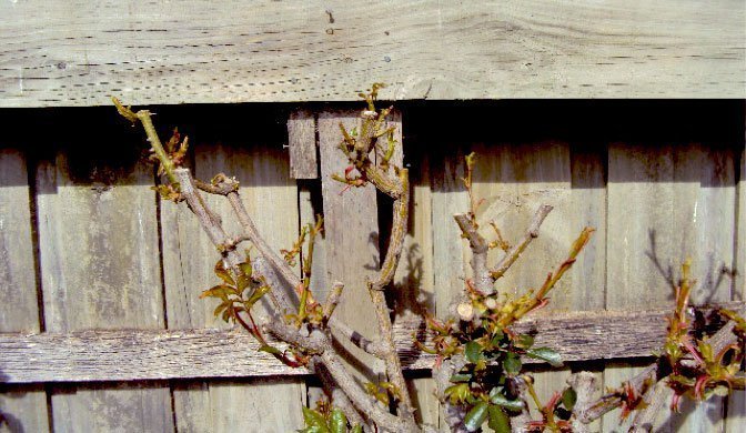 cathy rose bush damage