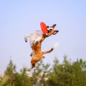Flying Disk Dog Toy