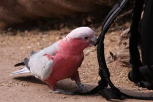 galah