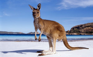 kangaroo