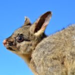 Top 10 facts about possums