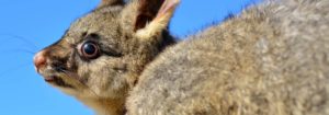 possum australia