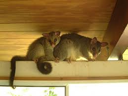 Two possums on roof beam