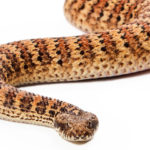15 Most Venomous Snakes