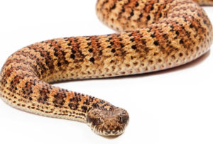 15 Most Venomous Snakes