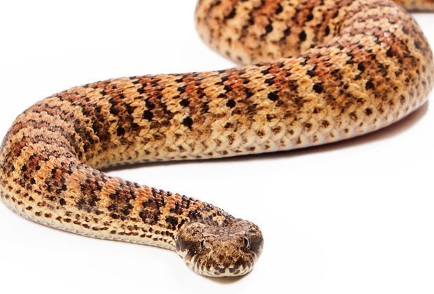 Australia's 15 Most Venomous Snakes | Bird Gard Australia